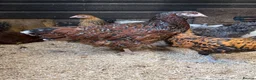 Chickens poultry for sale: Pure breed Hens & Bantams in a massive range  - Advert 5