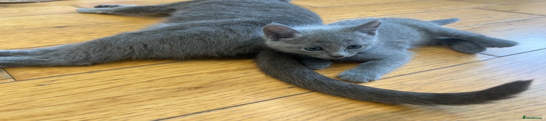 Russian Blue Kitten 1