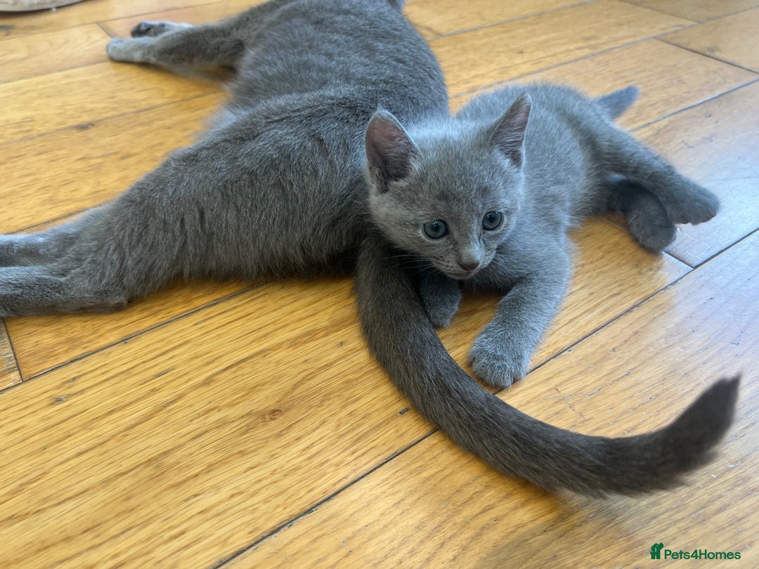 Russian Blue cats for sale: 😻😻The most adorable Russian blue kitten for sale - Image 3