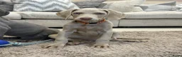 Weimaraner dogs for sale: 🐾✨STUNNING WEIMARANER PUPPIES ✨🐾 - Advert 4