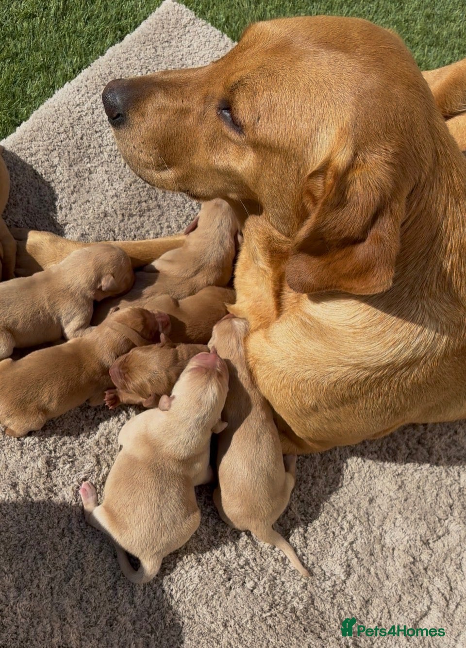 Labrador Retriever dogs 🐾 8 beautiful Labrador puppies  - Advert 6