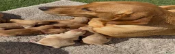 Labrador Retriever dogs for sale: 🐾 8 beautiful Labrador puppies  in Melton Mowbray - Advert 1