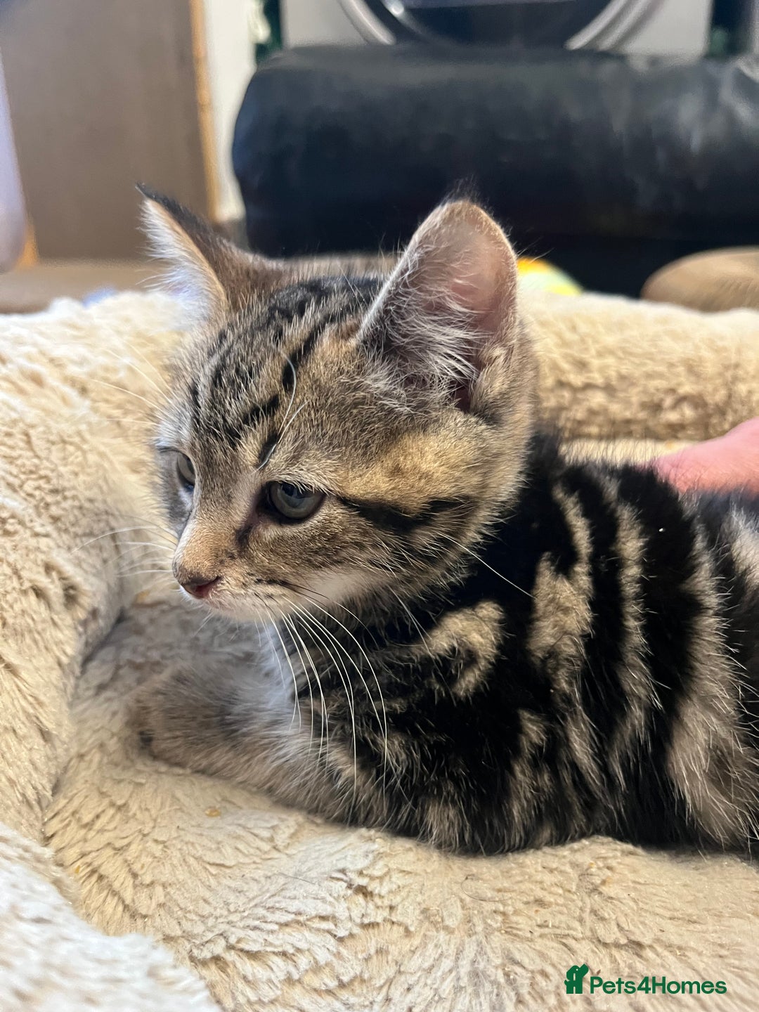 Mixed Breed cats for sale: 🐾 2 Handsome 10 week old Male Kitten  - Advert 1