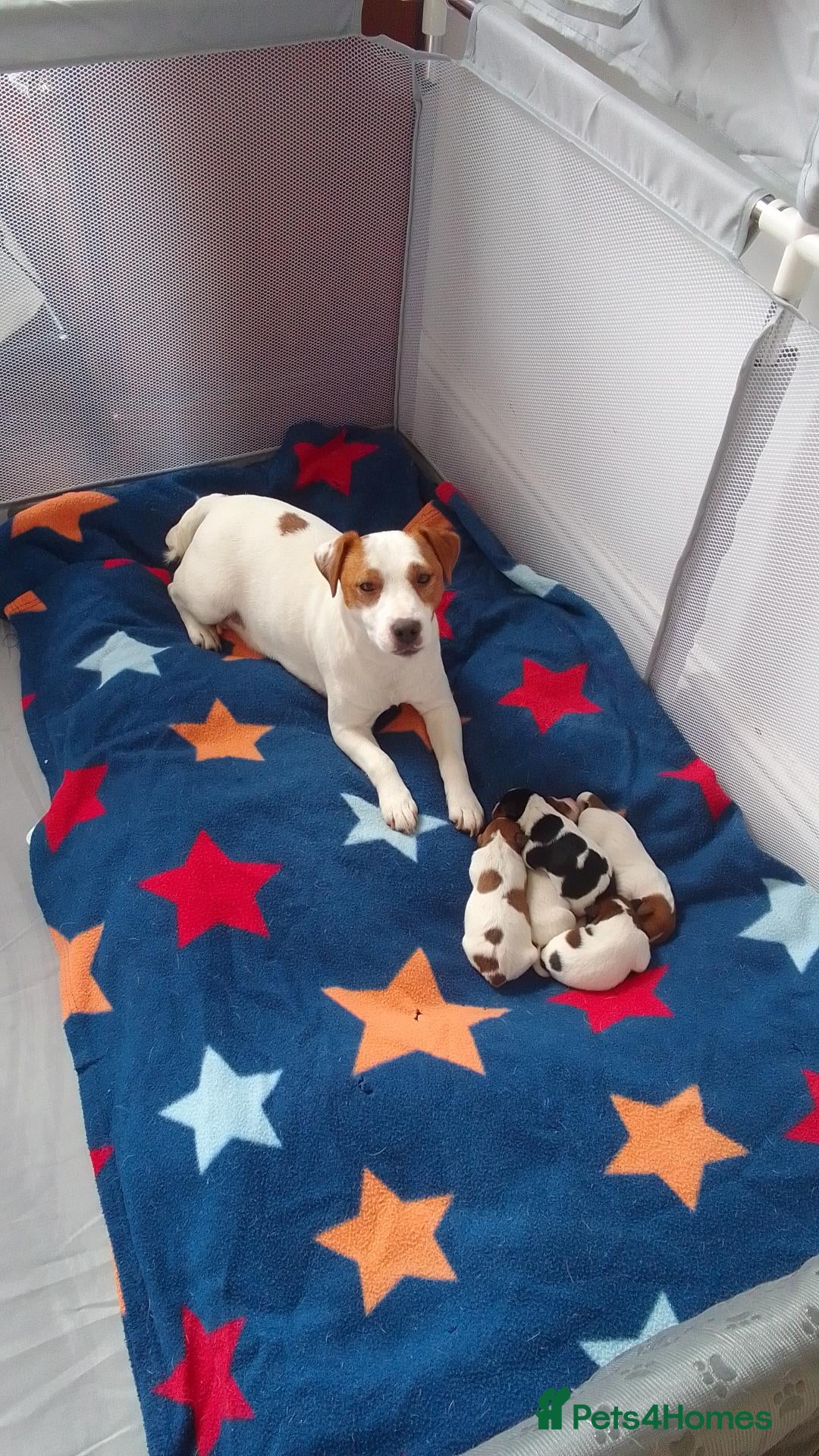 Jack Russell dogs Marzena Pawel .S./Jack Russell  - Advert 2
