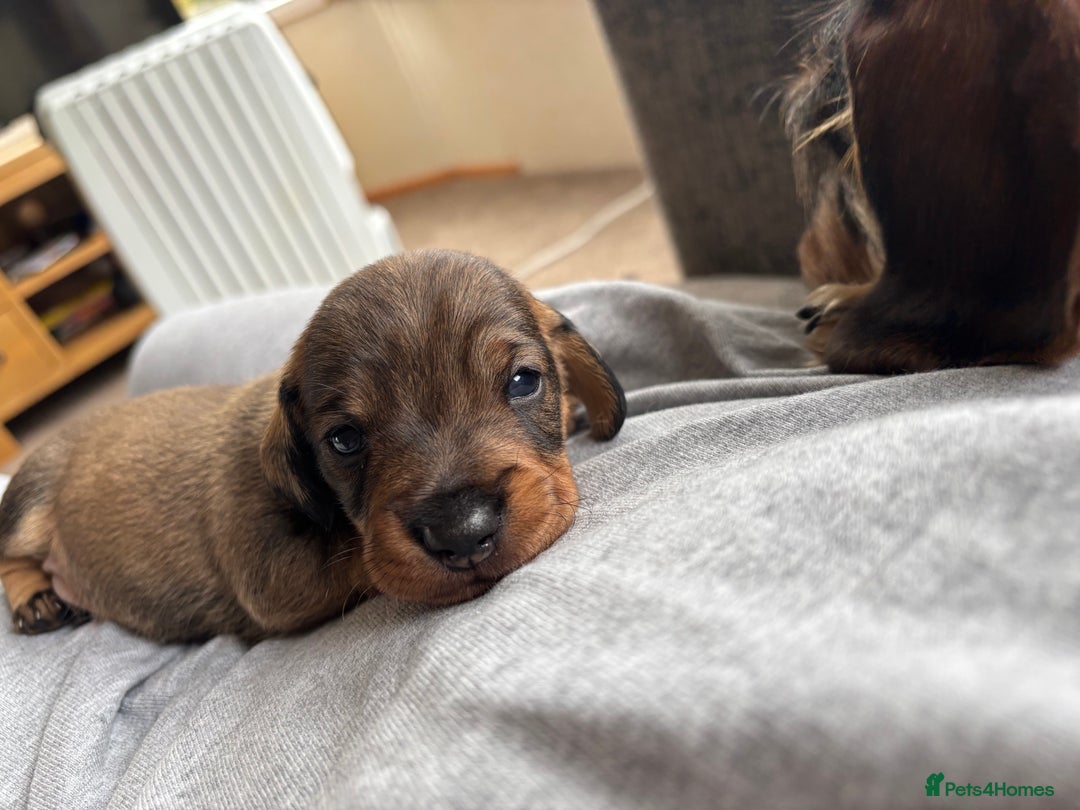 Dachshund dogs for sale: 3 gorgeous Teckel Dachshunds - Image 3
