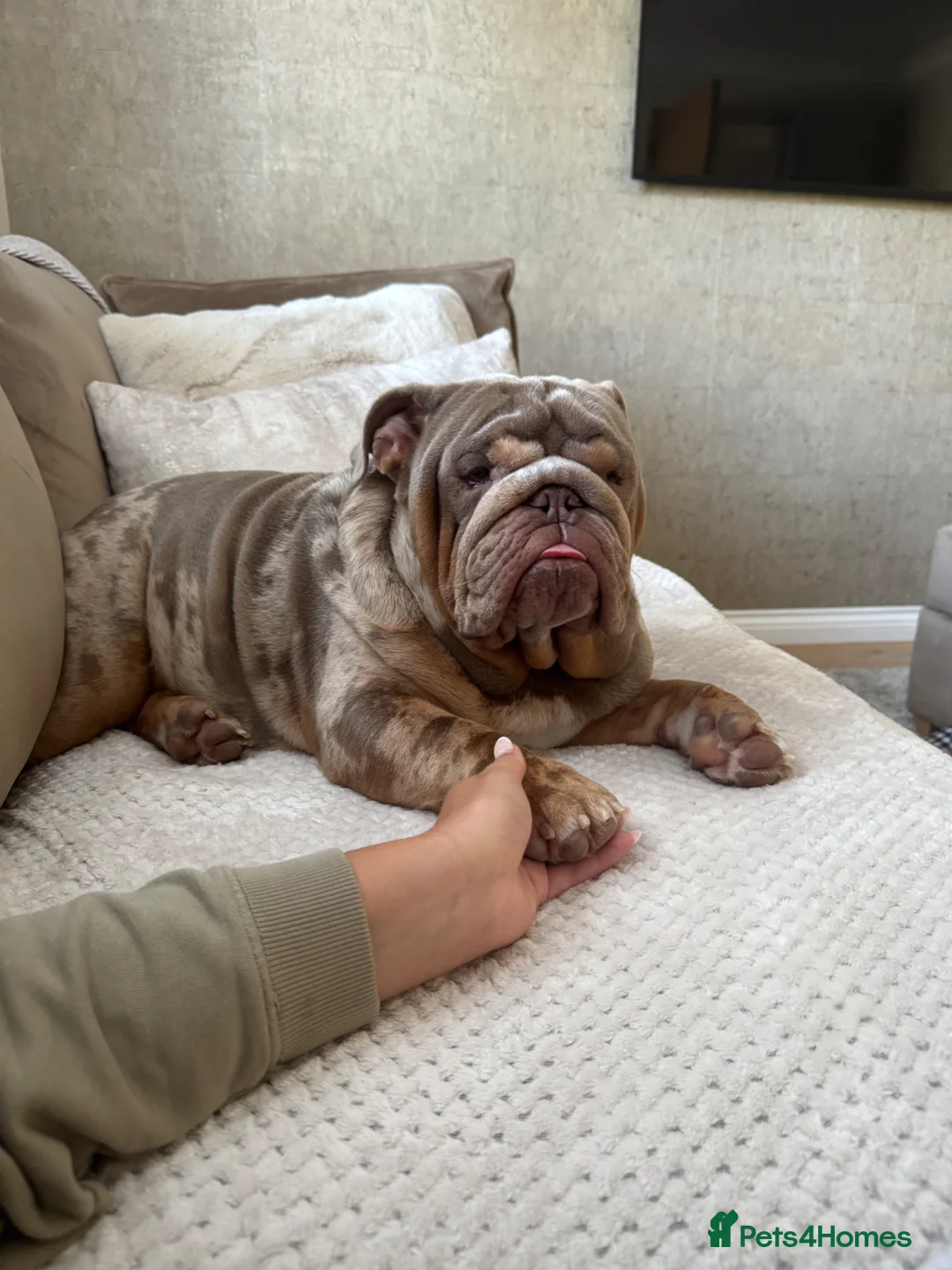 English Bulldog dogs for sale:  Entire male English bulldog  - Advert 1