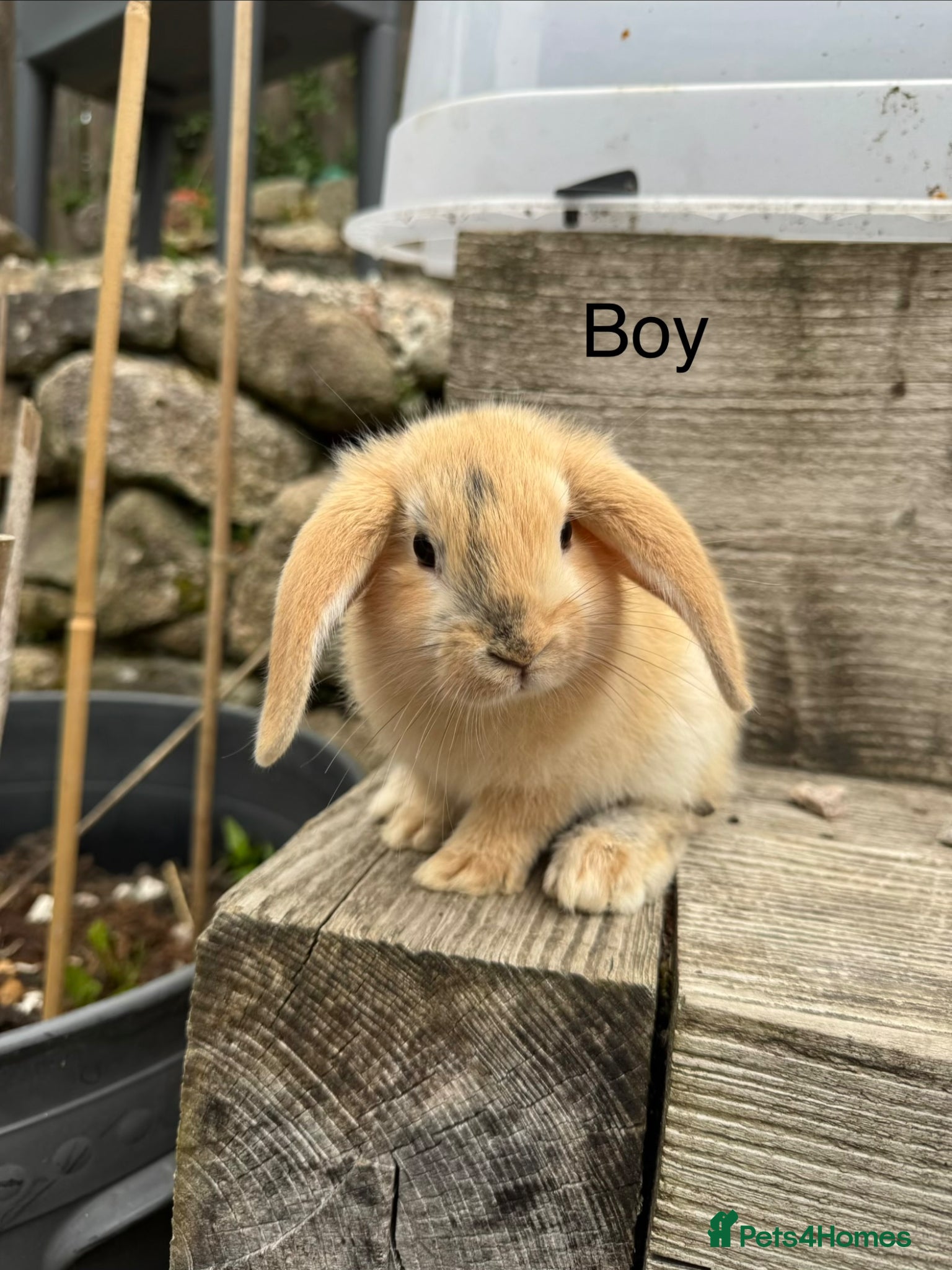 Mini Lop rabbits Five baby mini lop bunnies - Advert 3