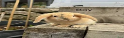 Mini Lop rabbits for sale: Five baby mini lop bunnies - Advert 1