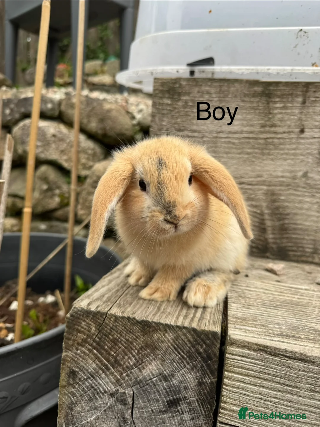 Mini Lop rabbits for sale: Five baby mini lop bunnies - Advert 1