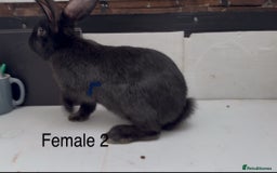Continental Giant rabbits for sale: Continental giant cross  - Image 7