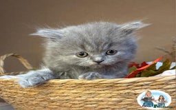 British Shorthair cats for sale: 3 British short hair / long hair kittens  - Image 13