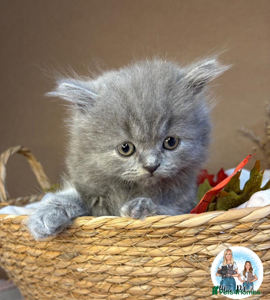 British Shorthair cats for sale: 3 British short hair / long hair kittens  - Image 13