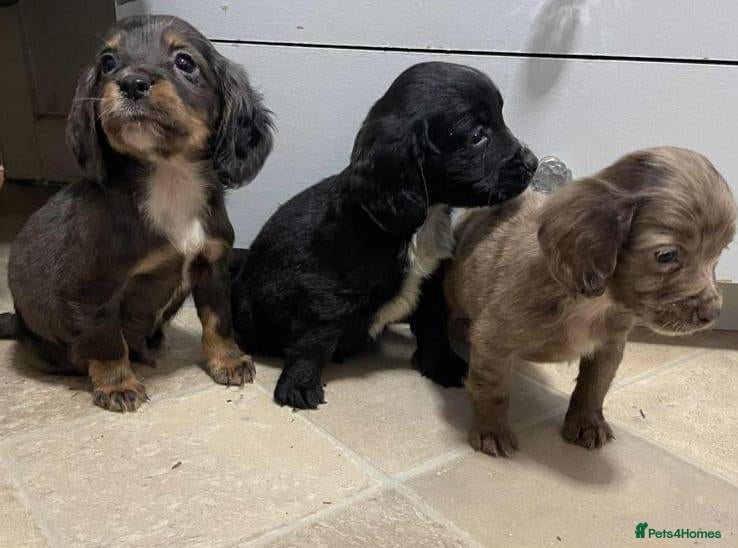 Cocker Spaniel dogs for sale: Beautiful Cockers  - Advert 2