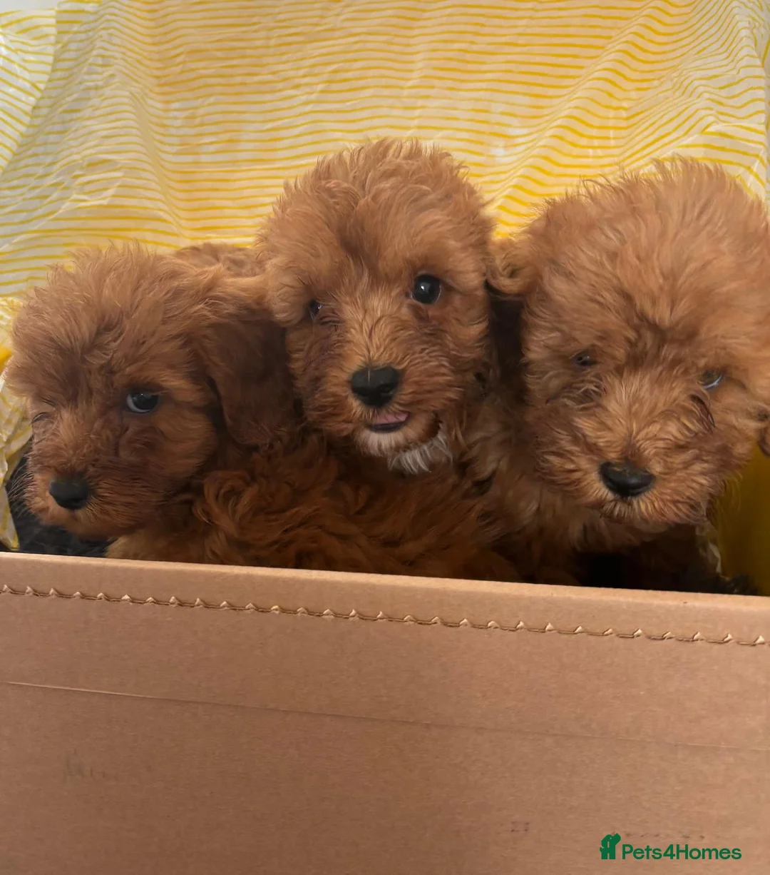 Cockapoo dogs for sale: Beautiful fox red cockapoo f1b  puppies  - Advert 11