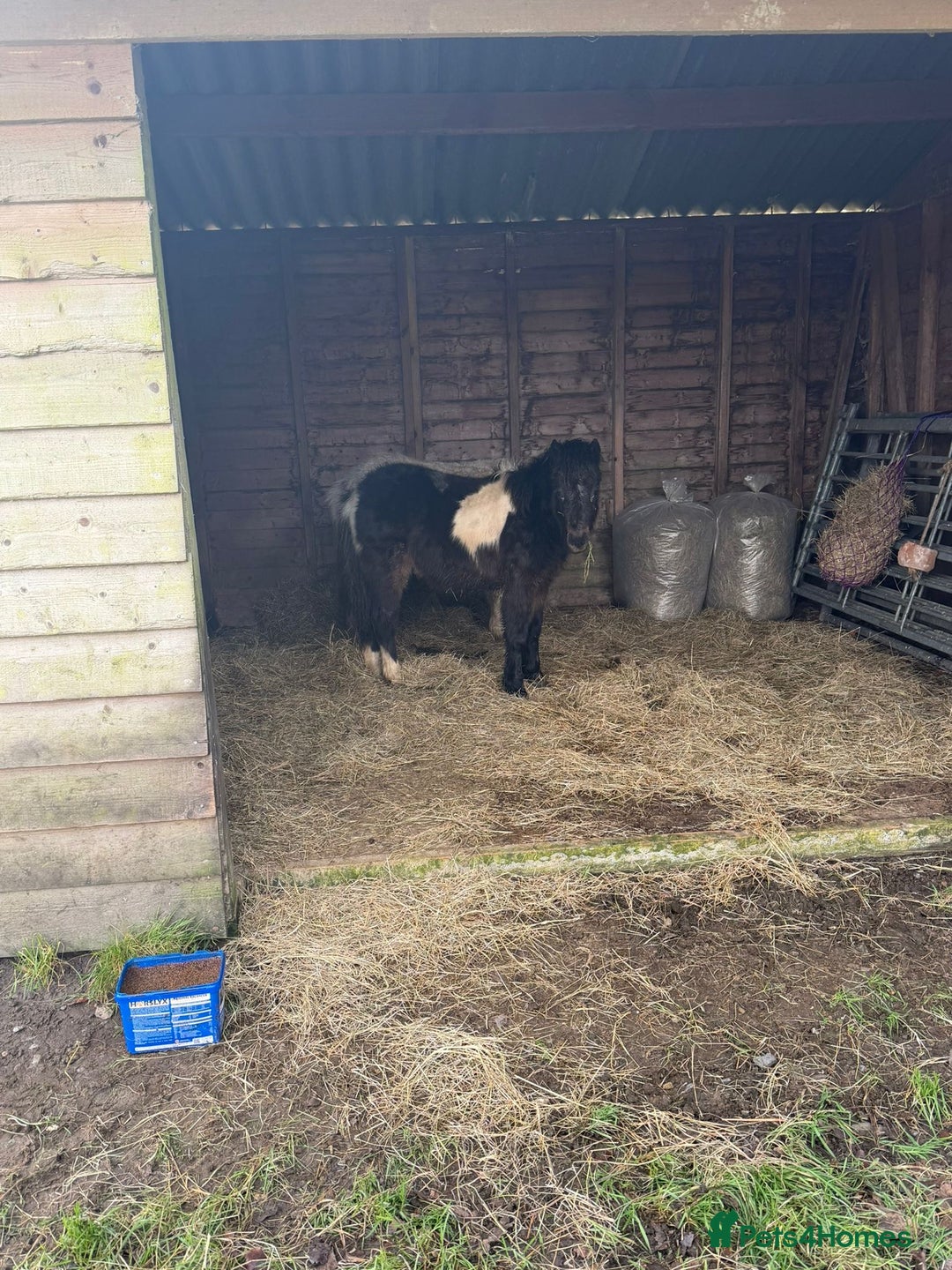 Riding pony horses for sale: 7-month-old Pony Filly & Colt, Unhandled - Advert 2