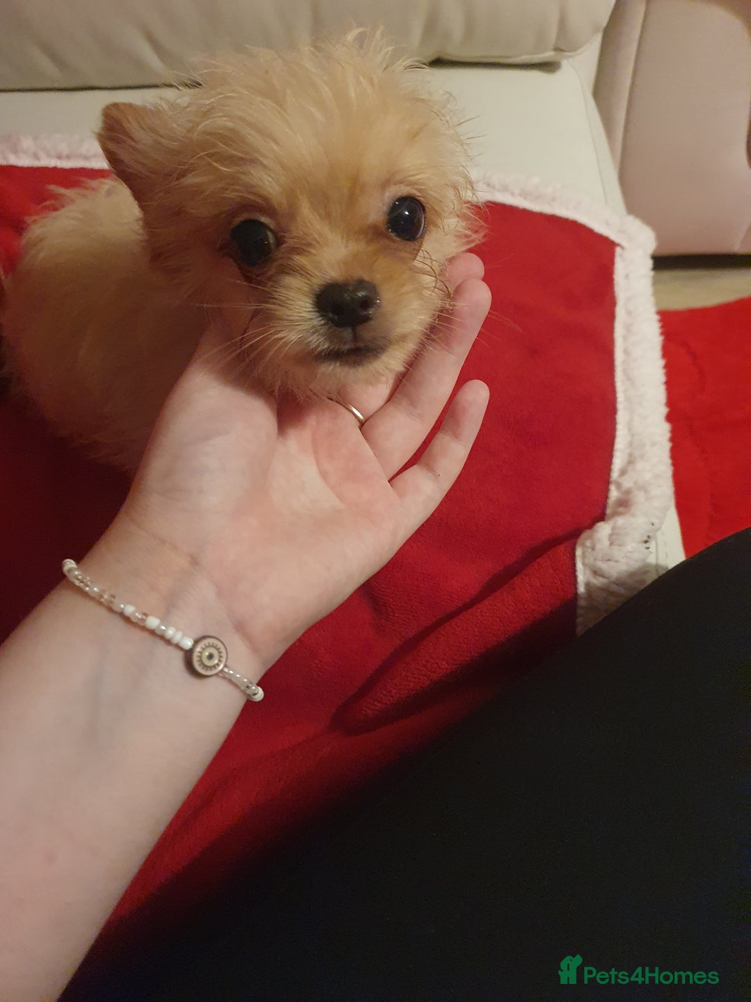 Chipoo dogs for sale: Chipoos  - Advert 11