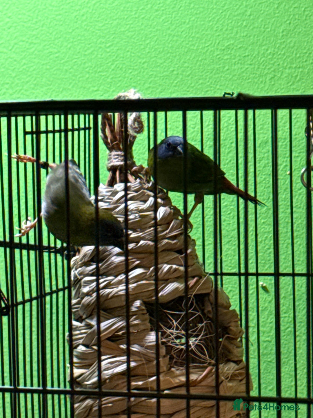 Finches birds for sale: Blue headed parrot finches - Advert 2