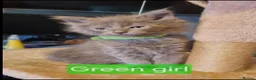 Maine Coon cats for sale: Full Main Coon kittens for sale  in Wembley - Advert 6