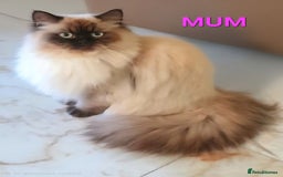 Persian cats for sale: Pedigree Persian Himilayan kittens - Image 4