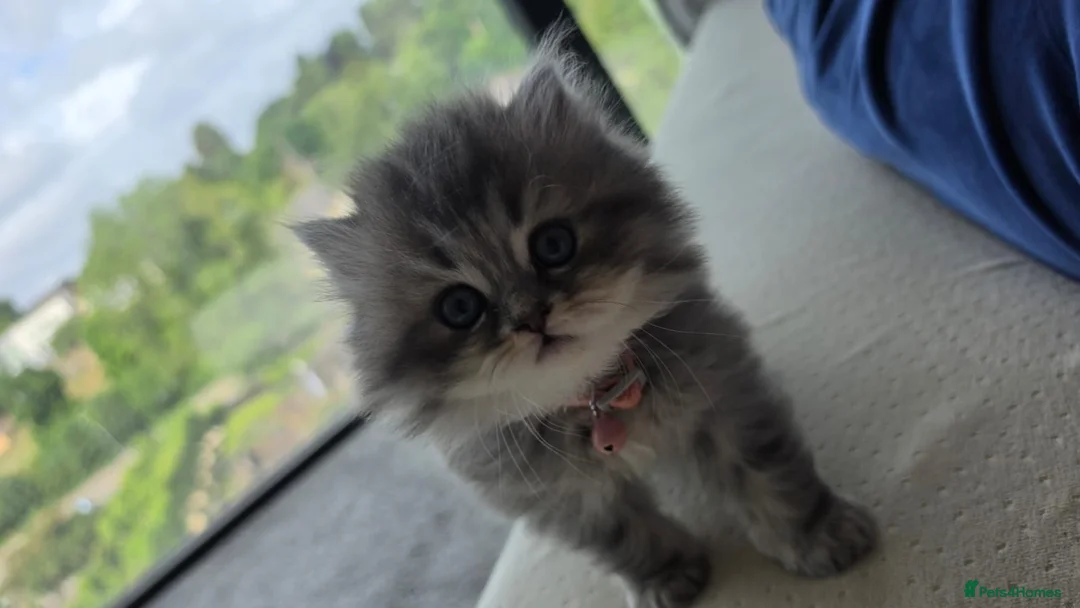 Persian cats for sale: adorable persian kittens in Hemel Hempstead - Advert 2