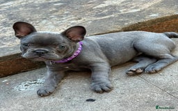 French Bulldog dogs for sale: French Bulldog - Image 1