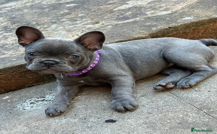French Bulldog dogs - Advert 3