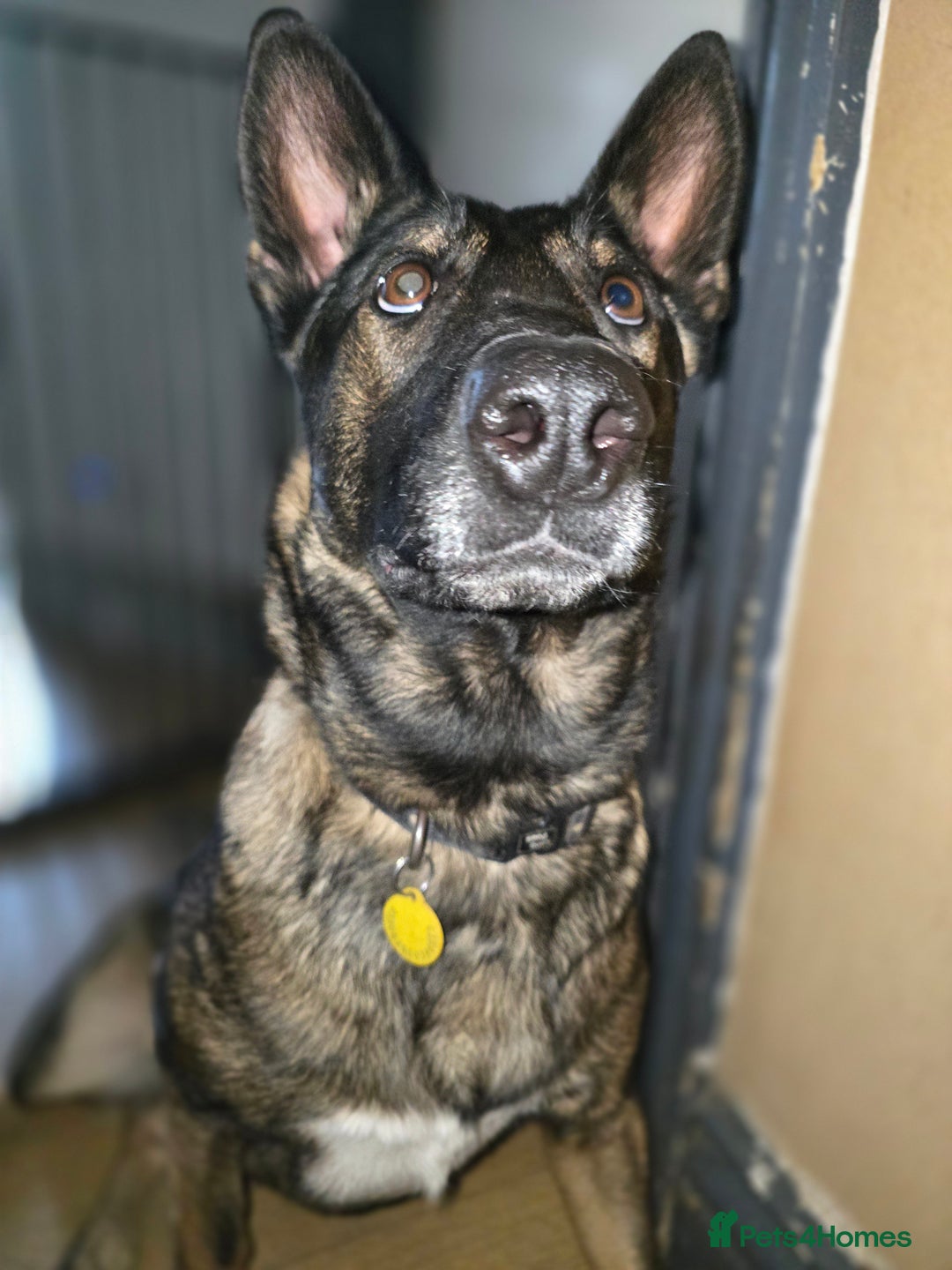 Mixed Breed dogs for sale: Malinois X sadly needs rehoming - Advert 8