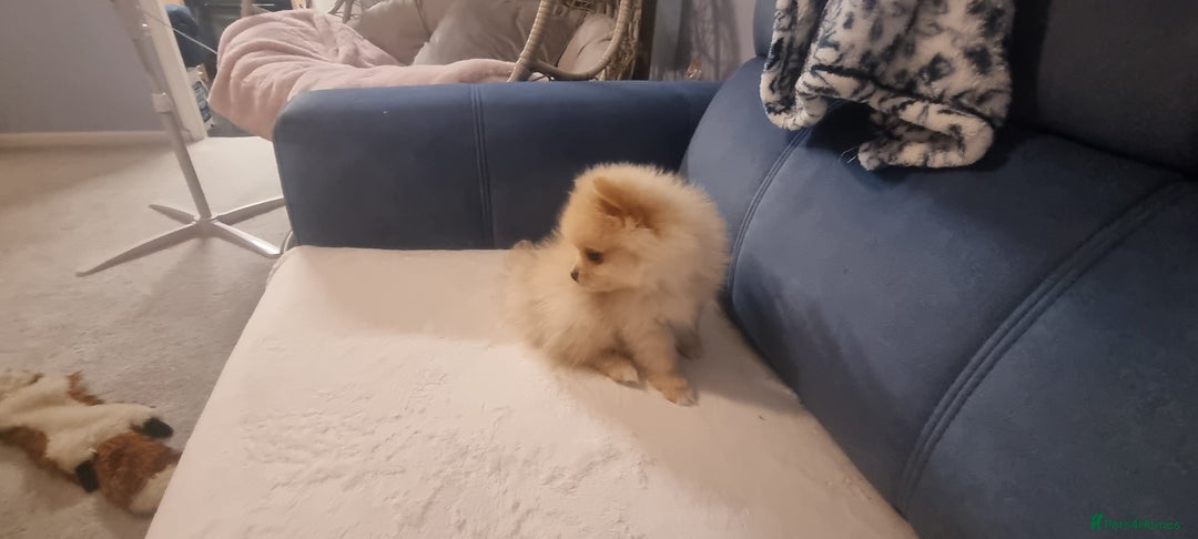 Pomeranian dogs for sale: 3 male Pomeranian puppies, 1 cream, 2 cream sable. - Image 7