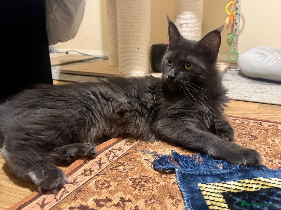 Maine Coon cats for sale: ✨ Beautiful Maine Coon Ex-Queen ✨ - Advert 6