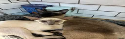 Siamese cats for sale: Pedigree quality kittens  in Longhope - Advert 12
