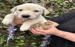 Mixed Breed dogs for sale: Beautiful Puppies looking for their forever home♥️ - Image 13