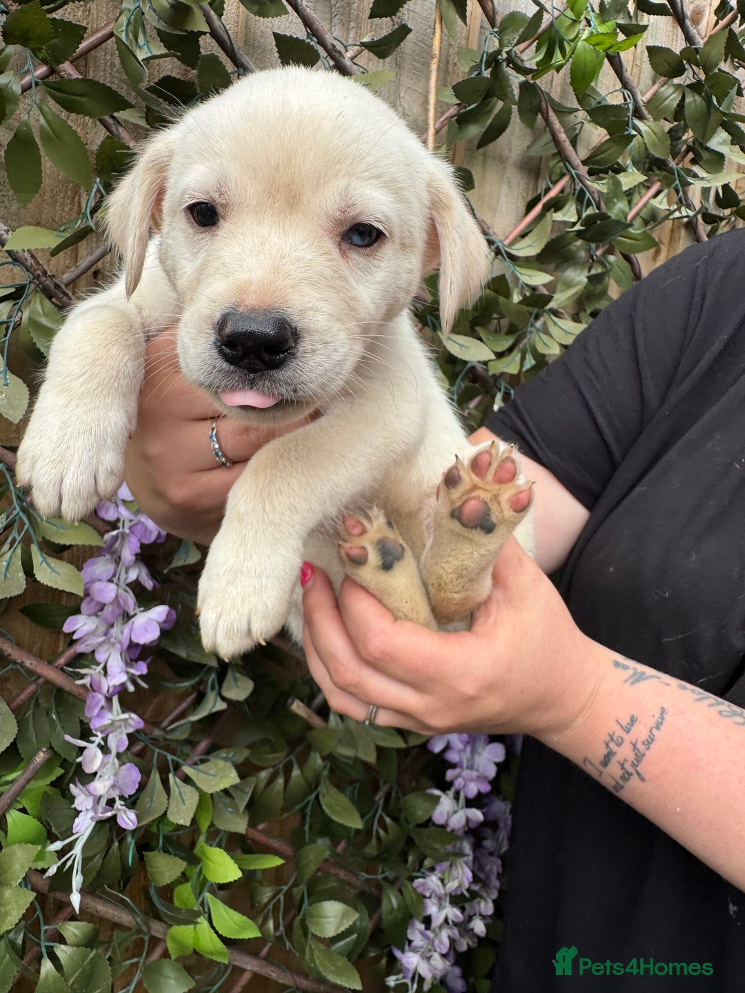 Mixed Breed dogs for sale: Beautiful Puppies looking for their forever home♥️ - Image 13