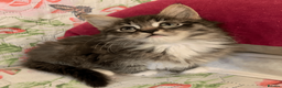 Maine Coon cats for sale: Three adorable Maine Coon Kittens For Sale  - Advert 32