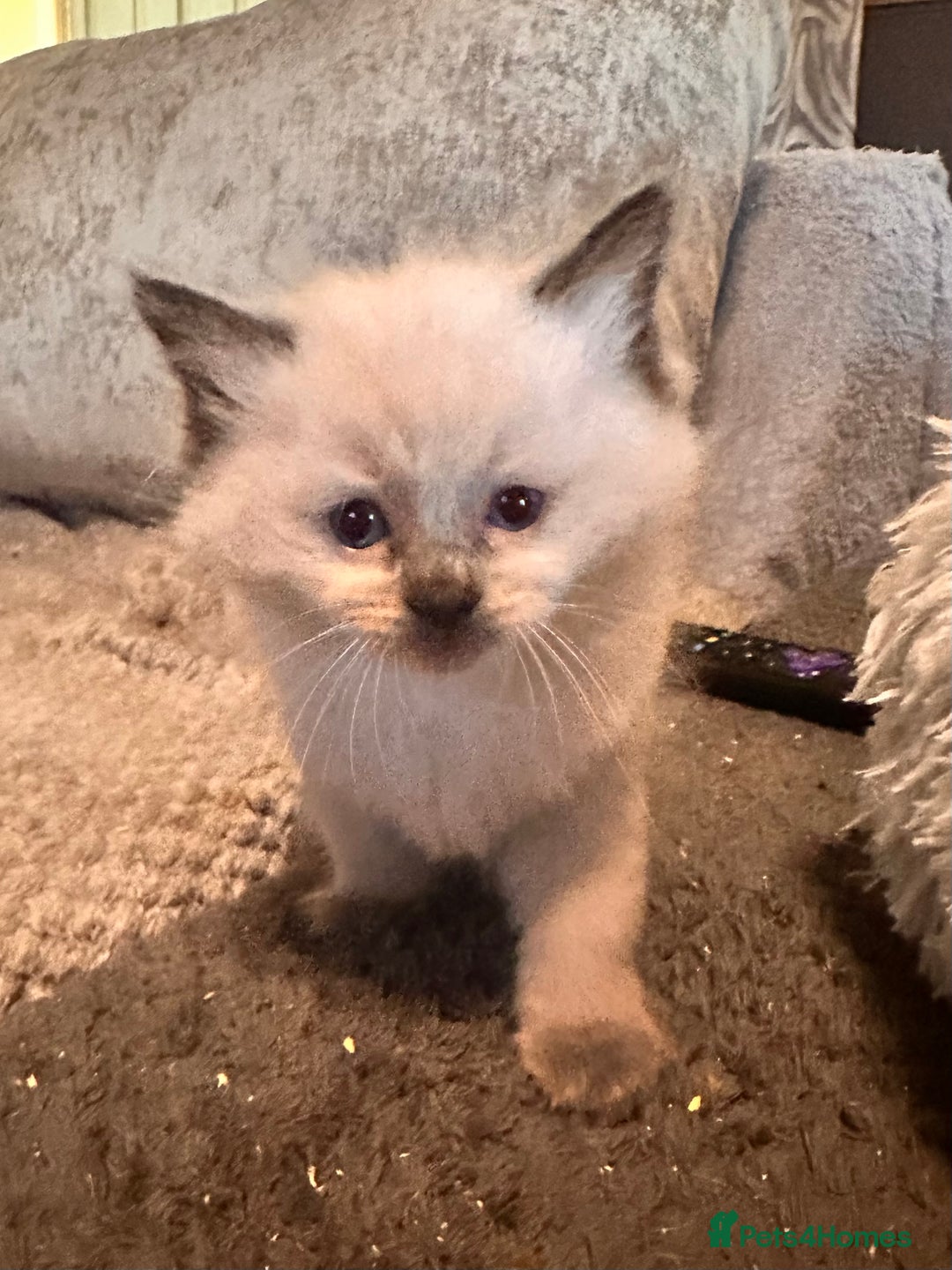 Ragdoll cats for sale: Pure ragdoll  - Advert 12