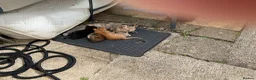 Mixed Breed cats for sale: 3 adorable domestic kittens - Advert 12