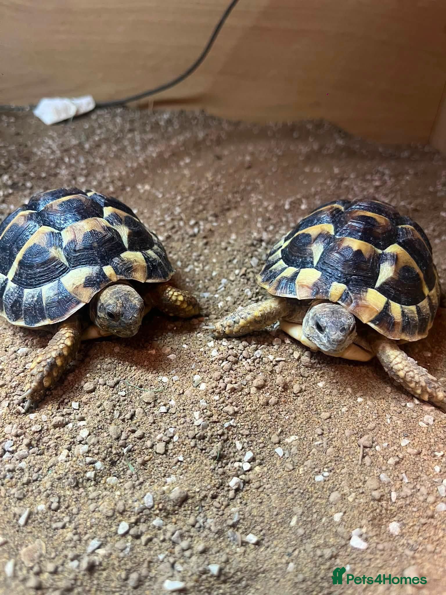 Mixed Breed reptiles Reptiles for sale  - Advert 1