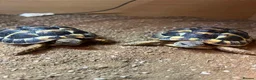 Mixed Breed reptiles for sale: Reptiles for sale  - Advert 1
