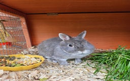 Netherland Dwarf rabbits for sale: Netherlands Dwarf and Double Hutch - Image 8