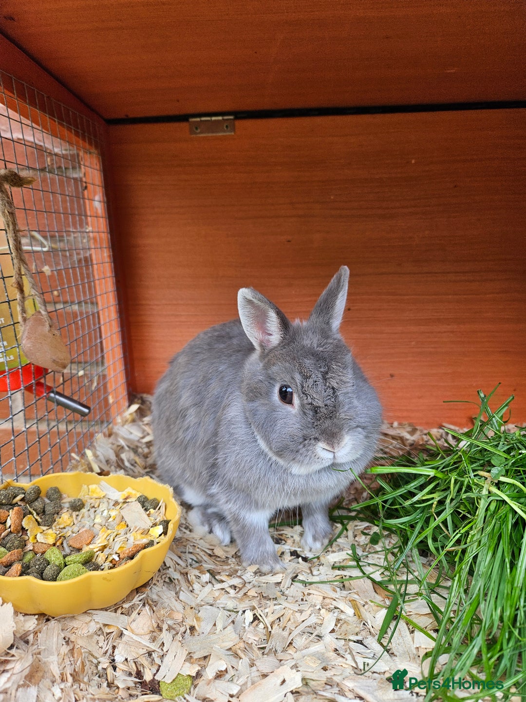 Netherland Dwarf rabbits for sale: Netherlands Dwarf and Double Hutch - Image 8