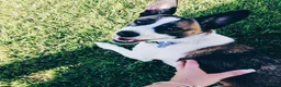 Jack Chi dogs for sale: Huckleberry and Mia looking for a new home x  - Advert 12