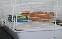 Guinea Pig rodents for sale: Two male guinea pigs needing good home - Image 2