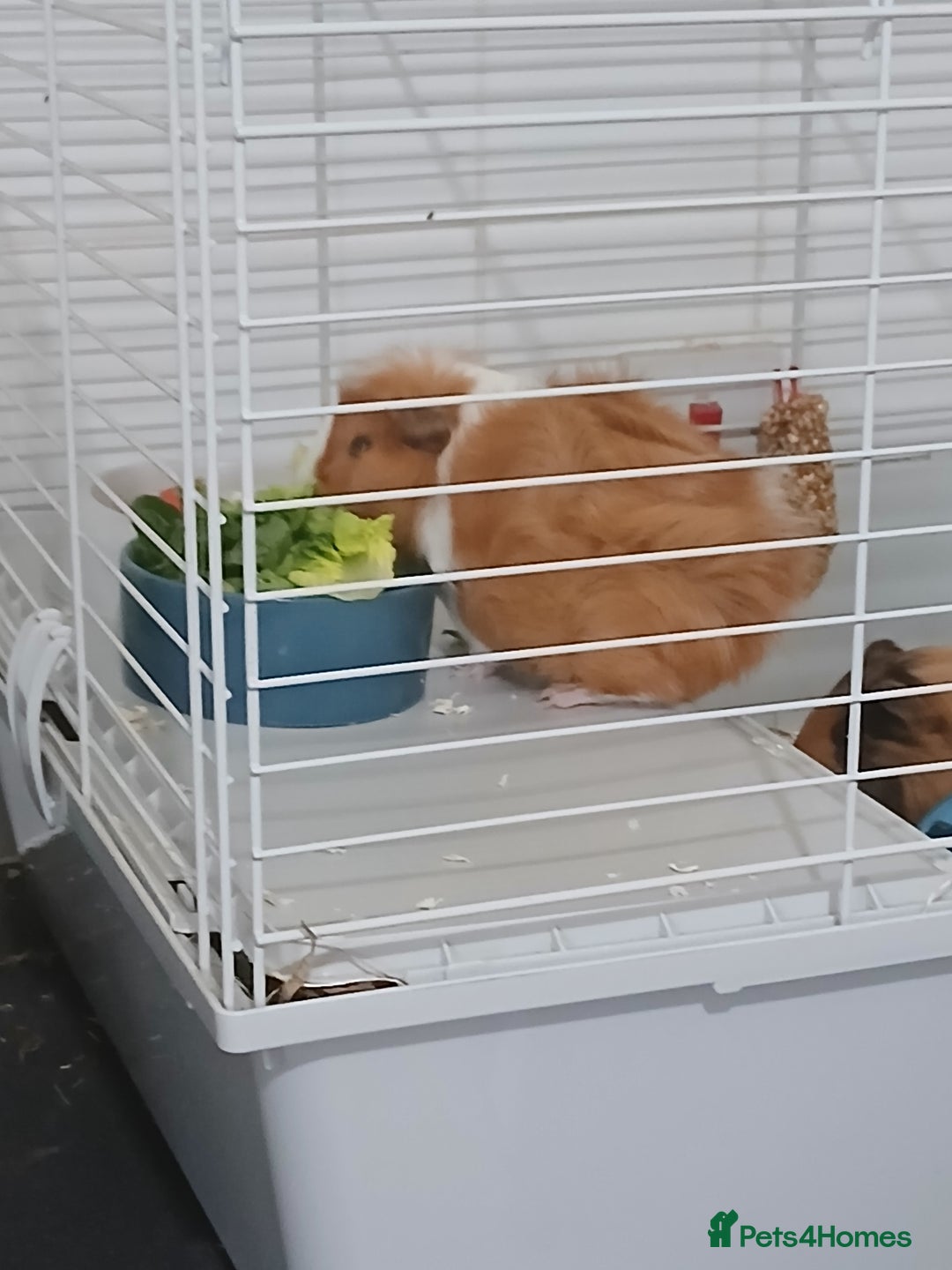 Guinea Pig rodents for sale: Two male guinea pigs needing good home - Image 2