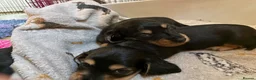 Miniature Dachshund dogs for sale: Brothers & sisters  to Crufts Best Puppy Dog 2025 - Advert 5