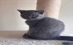 British Shorthair cats for sale: LILAC & BLUE MALE BRITISH SHORTHAIRS - Image 10