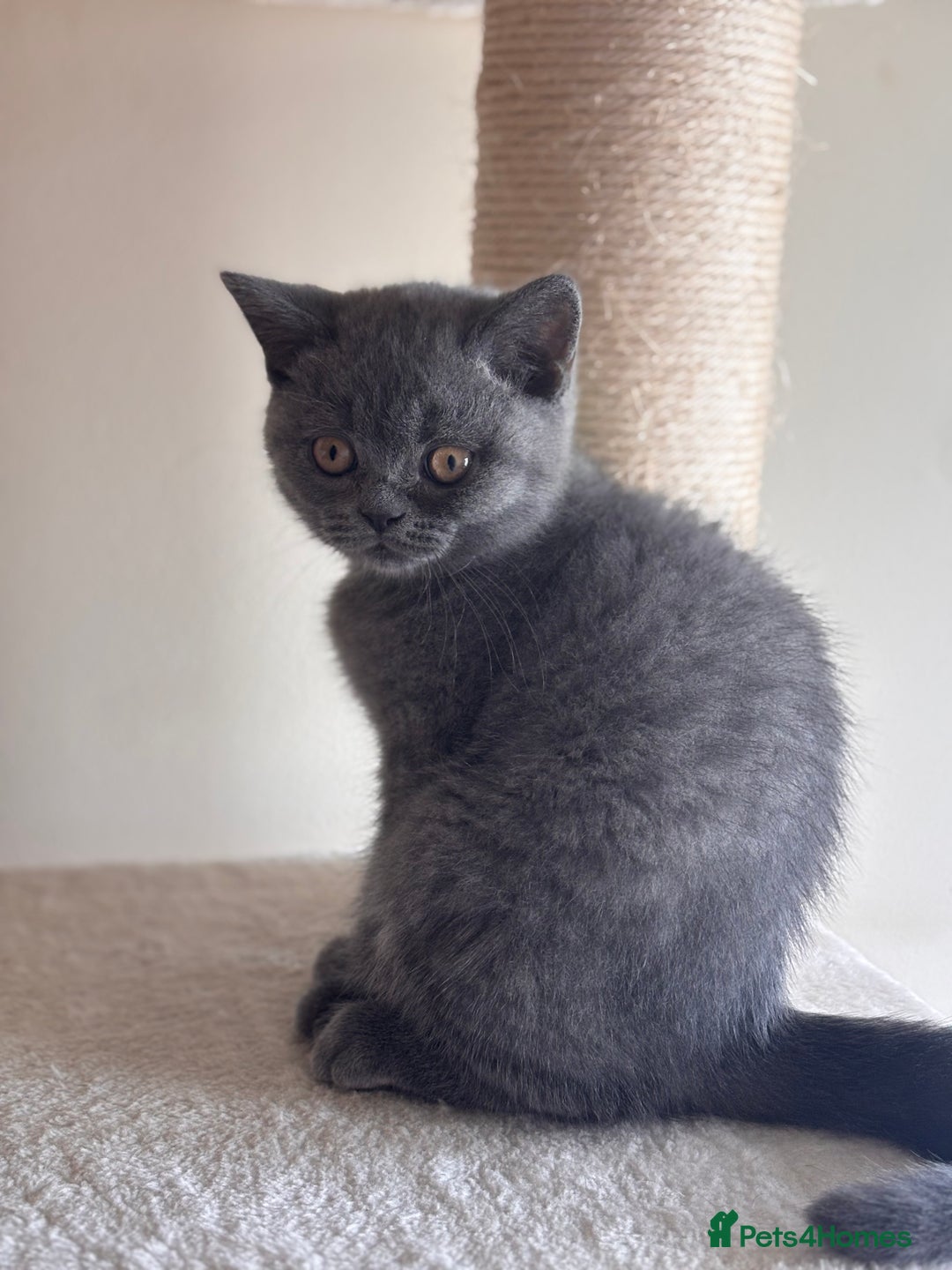 British Shorthair cats for sale: LILAC & BLUE MALE BRITISH SHORTHAIRS - Image 10