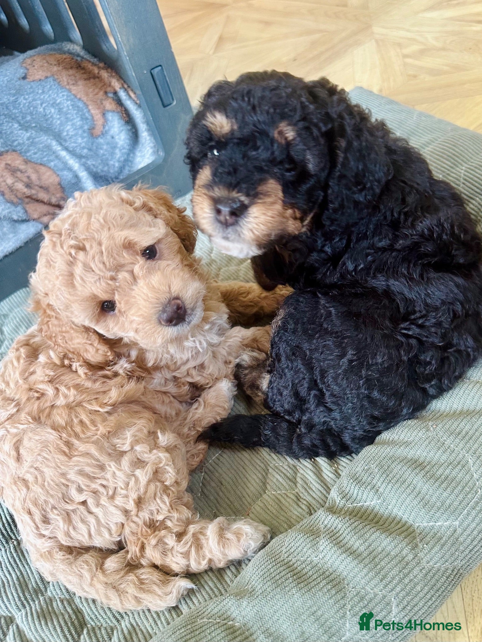 Cavapoo dogs Gorgeous F1B Cavapoos (cavalier X toy poodle) - Advert 2
