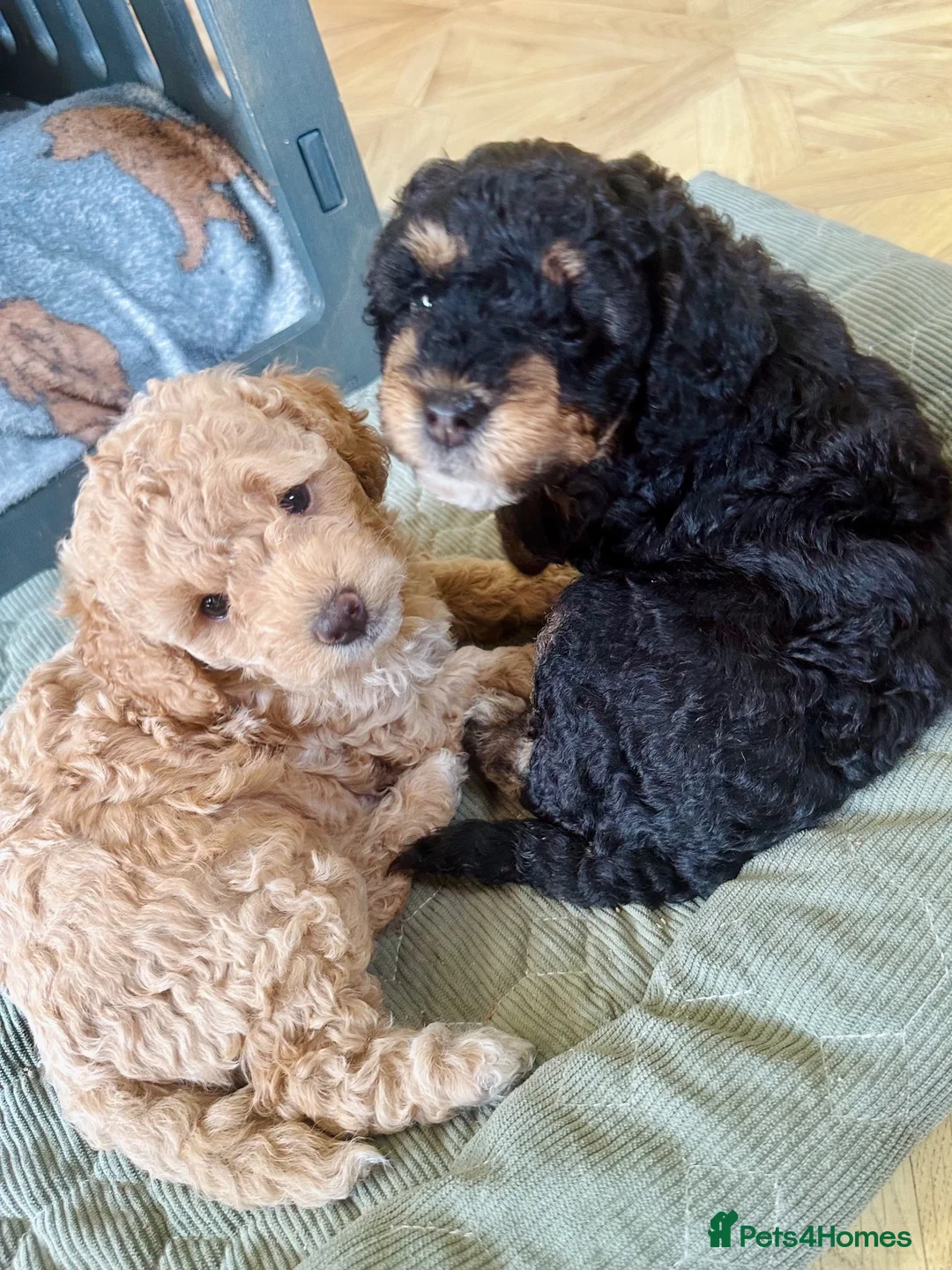 Cavapoo dogs for sale: Gorgeous F1B Cavapoos (cavalier X toy poodle) - Advert 1