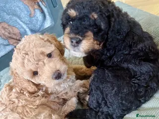 Cavapoo dogs Gorgeous F1B Cavapoos (cavalier X toy poodle) - Advert 3