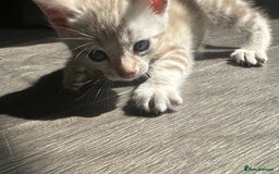 Bengal cats for sale: Snow Mink/Brown Rossette Blue Eyed Bengals - Image 12