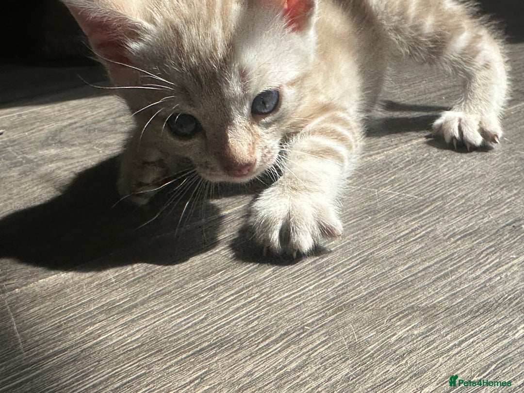 Bengal cats for sale: Snow Mink/Brown Rossette Blue Eyed Bengals - Image 12